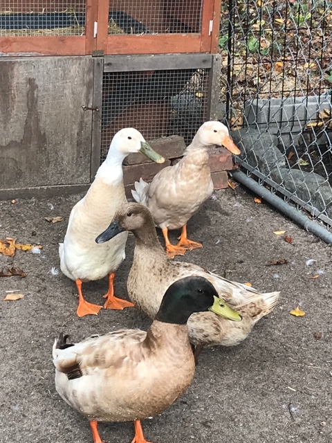 This image has an empty alt attribute; its file name is img_4579.jpeg