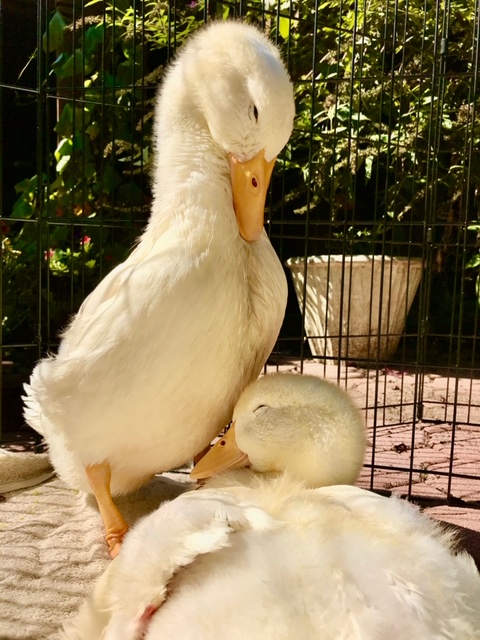 This image has an empty alt attribute; its file name is img_8520.jpeg